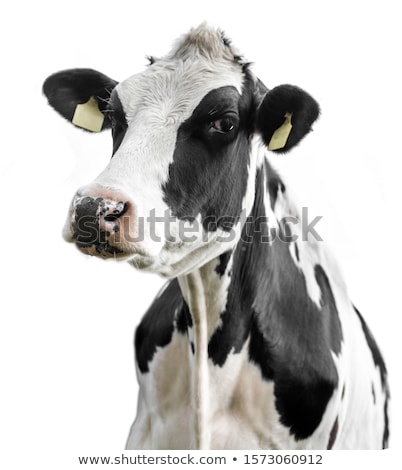 Stock photo: Bovine Cattle