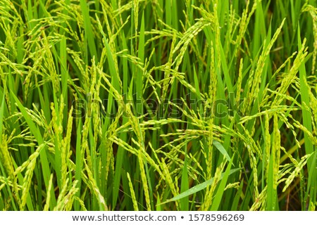 Stock fotó: Green Texture Of Rice Field South India
