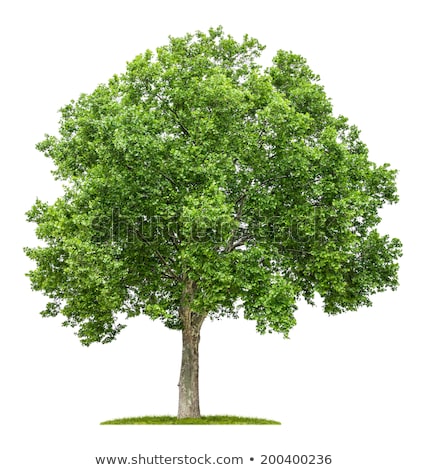 Płaszczyzna drzewa kory Zdjęcia stock © Zerbor