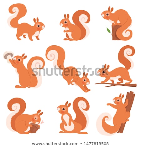 Stockfoto: Squirrel