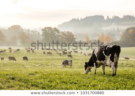 Foto stock: Landscape With Cows