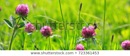 Foto d'archivio: Clover Flowers On The Field