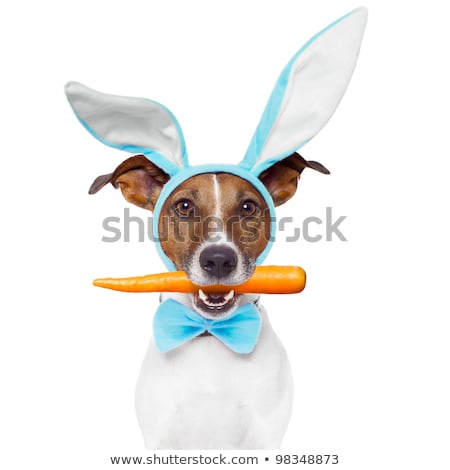 Stok fotoğraf: Easter Bunny Hungry Dog