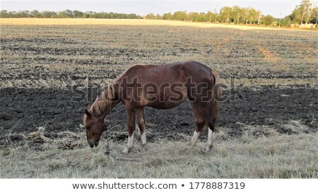 Stock fotó: Group Of Zebras Standing In High Grass