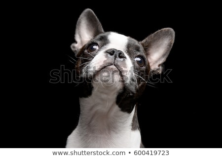 Zdjęcia stock: Studio Shot Of An Adarable Boston Terrier