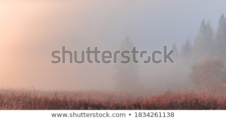 Сток-фото: Autumnal Forest With Fog