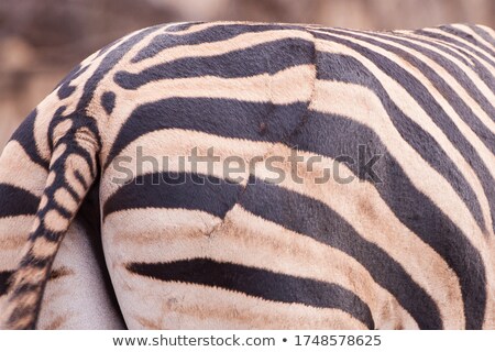 Foto stock: Wounded African Zebra