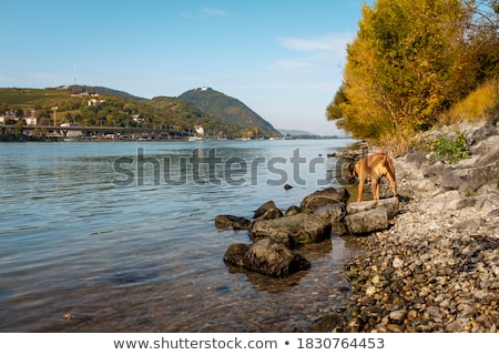 Stock fotó: Dog On Danube Riverbank