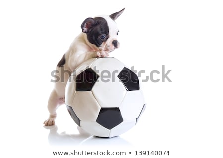 Stok fotoğraf: Dog With A White Soccer Ball