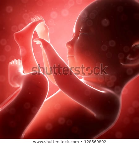 Stock fotó: 3d Rendered Illustration - Human Fetus Month 7