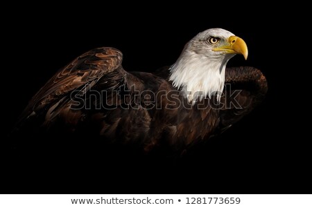 Сток-фото: Eagle On The Black Background