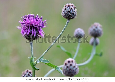 Сток-фото: Unopened Cornflower Bud