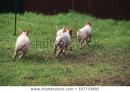 Сток-фото: Four Piglets