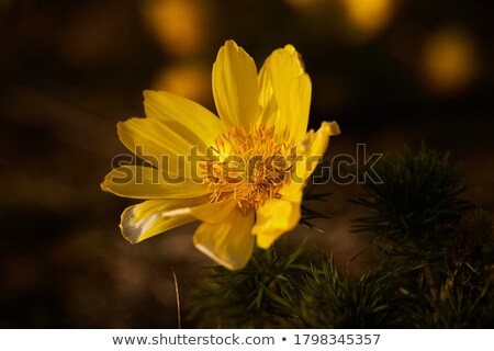 [[stock_photo]]: Leurs · violettes · dans · l'eau · sur · le · rétroéclairage