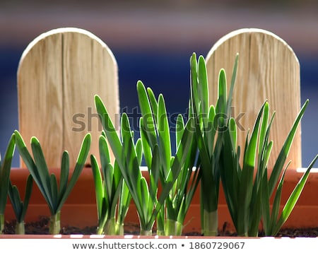 Stock photo: Young Shoots Hyacint
