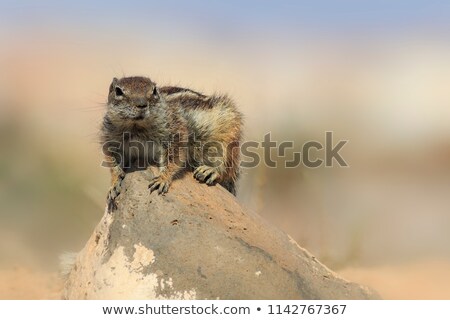 Imagine de stoc: Barbary Ground Squirrel Atlantoxerus Getulus