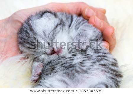 Foto stock: Hand Holding Young Black Silver Cat