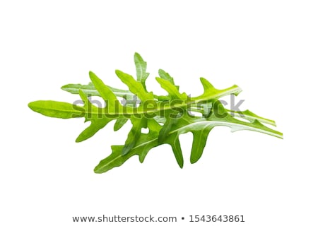 Stock foto: Fresh Arugula Leaves