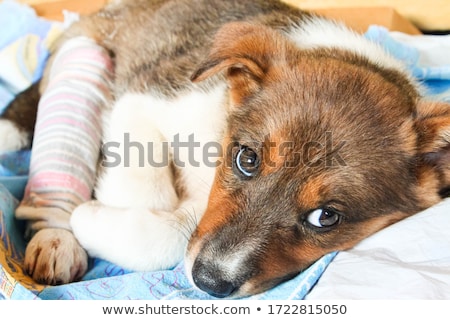 Foto stock: Injured Groom With Broken Leg