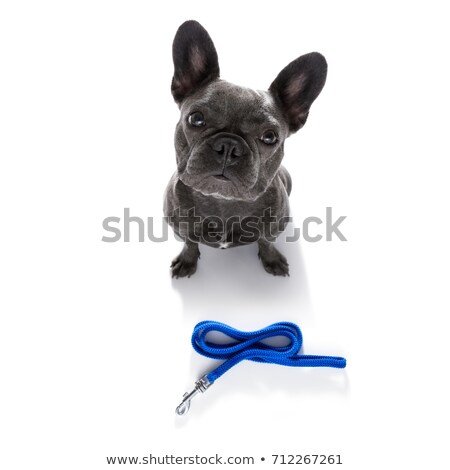 Stok fotoğraf: Couple Of Dogs With Leash Waiting For A Walk