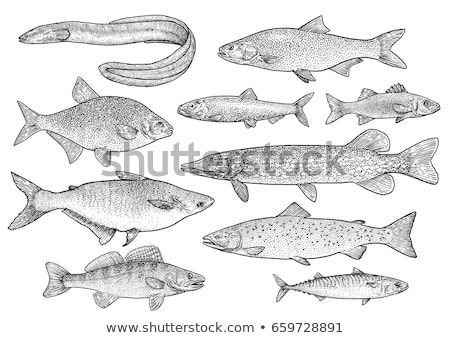 Сток-фото: Eel Fish Seafood Vector Monochrome Illustration