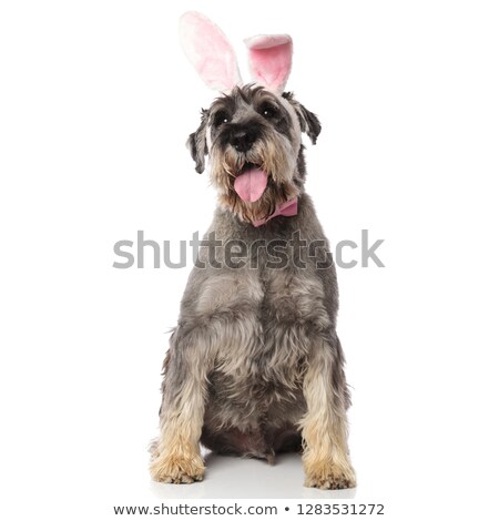 Stock fotó: Bunny Schnauzer Wearing Pink Bowtie Sitting And Panting
