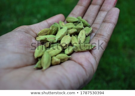 Stockfoto: Pods Of Green Cardamom In Female Hands