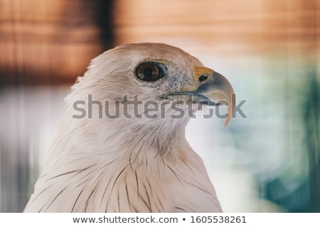 Stock fotó: Close Up Claw Of Oriental Honey Buzzard Pernis Ptilorhynchus Bird Of Prey