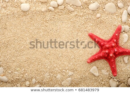 Stock photo: Red Starfish In The Sand