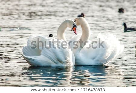 Stock photo: White Swans