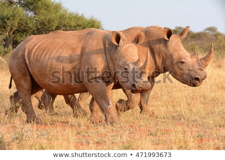 Stock photo: White Rhinoceros Pair