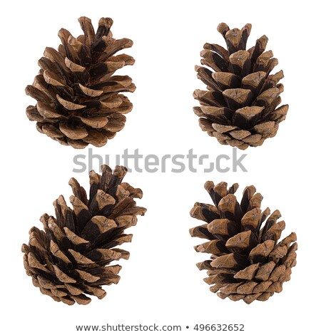 Brown Fir Cone Isolated On White Foto d'archivio © CoffeeChocolates