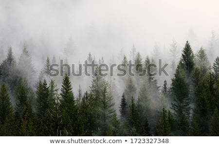 Foto stock: A Green Pine Tree