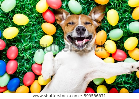 Stockfoto: Easter Bunny Dog With Eggs Selfie