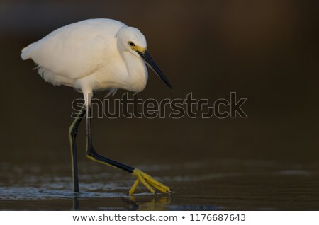 Stock photo: Snowy Egret Egretta Thula Foraging In The Lake