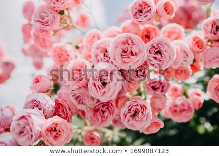 Stock fotó: Fresh Pale Pink Rose