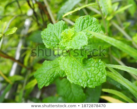 Foto stock: Closeup Picture Of Fresh Spearmint Leaves