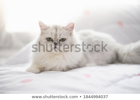 Сток-фото: White Persian Cat