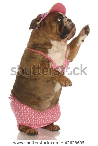 Zdjęcia stock: Ugly Dog Waving