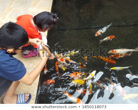 Stock photo: Feeding Fishes From Baby Bottles Koi Carps