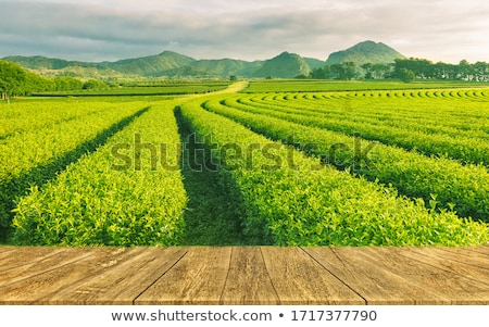 Сток-фото: Green Tea Fields