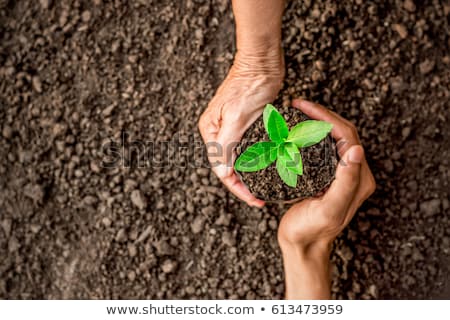 Stockfoto: Young Plant With Soil In Hands