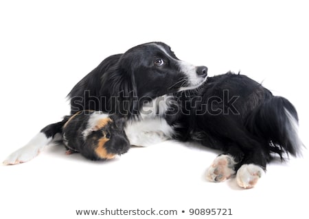 Border Collie And Guineo Pig [[stock_photo]] © cynoclub
