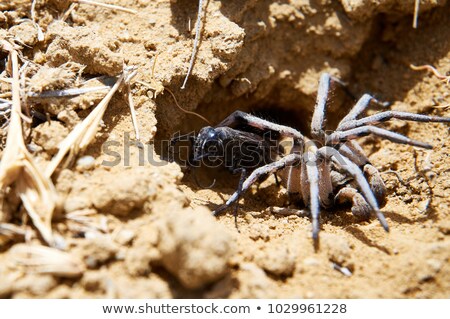 Сток-фото: Wasp Spider And Prey