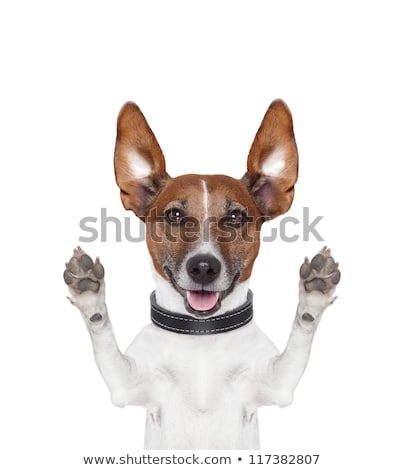 [[stock_photo]]: Silly Crazy Paws Up Dog