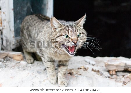 Foto stock: Agressive Cat