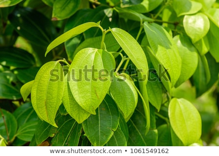 Сток-фото: Bay Or Cinnamn Leaves Or Tejpatta