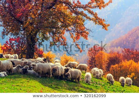 Stock photo: Sheep Under The Tree In Transylvania