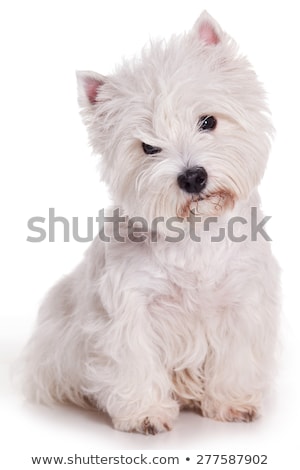 Foto stock: West Highland White Terrier Portraits In Studio