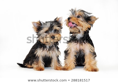 Stockfoto: Yorkshire Terrier Portrait In A Dark Studio